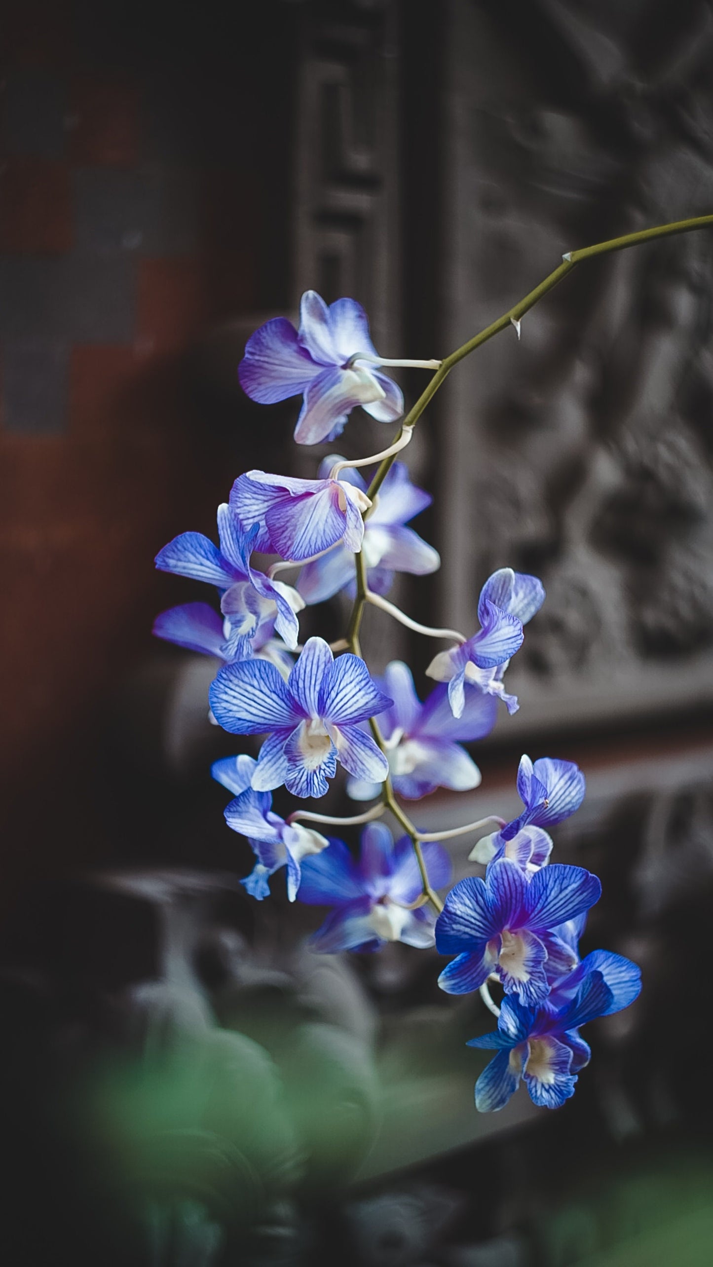 Blue Orchid - Soy Candle